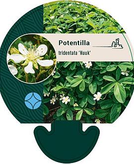 Potentilla tridentata 'Nuuk' Pot 9 cm