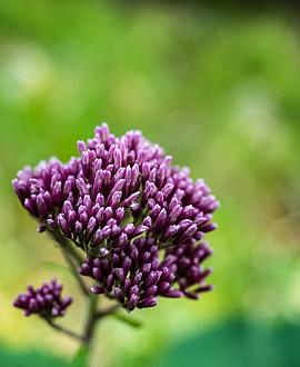 Eupatorium cannabinum 'Plenum' Pot 9 cm