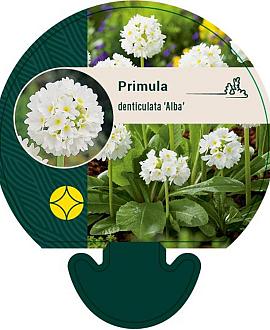 Primula dent. 'Alba' Pot 9 cm