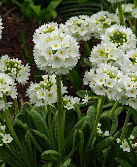 Primula dent. 'Alba' Pot 9 cm