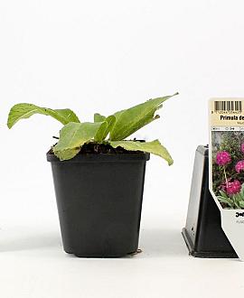 Primula dent. 'Rubin' Pot 9 cm