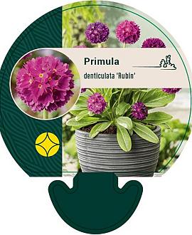 Primula dent. 'Rubin' Pot 9 cm