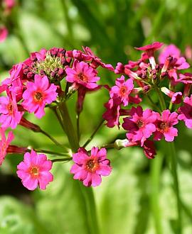 Primula japonica 'Miller's Crimson' Pot 9 cm