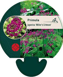 Primula japonica 'Miller's Crimson' Pot 9 cm