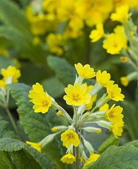 Primula veris Pot 9 cm