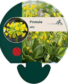 Primula veris Pot 9 cm