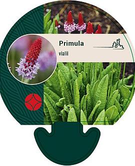 Primula vialii Pot 9 cm