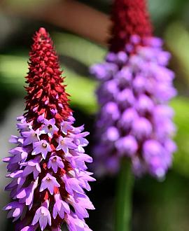 Primula vialii Pot 9 cm