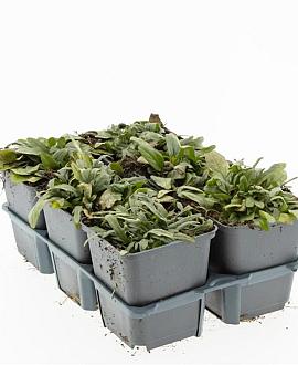 Prunella grandiflora Pot 9 cm