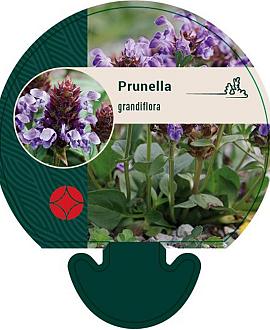 Prunella grandiflora Pot 9 cm