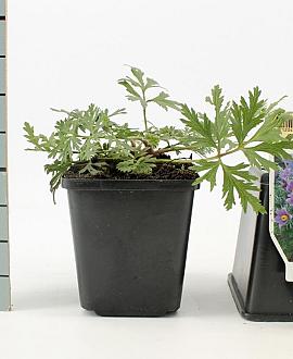 Pulsatilla vulgaris Pot 9 cm