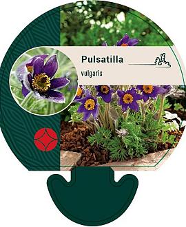 Pulsatilla vulgaris Pot 9 cm