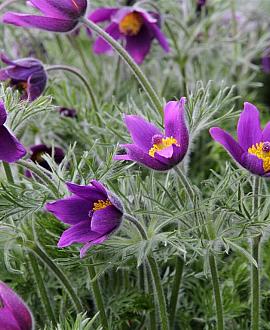 Pulsatilla vulgaris Pot 9 cm