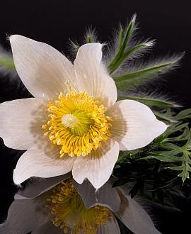 Pulsatilla v. 'Alba' Pot 9 cm