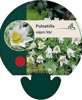 Pulsatilla v. 'Alba' Pot 9 cm