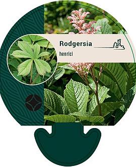 Rodgersia henrici Pot 9 cm