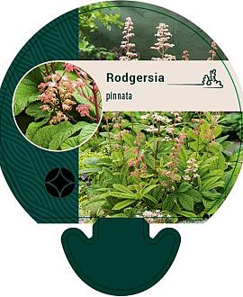 Rodgersia pinnata Pot 9 cm