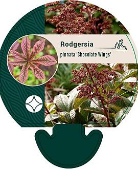 Rodgersia pinnata 'Chocolate Wings' Pot 9 cm