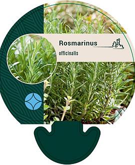 Rosmarinus officinalis Pot 9 cm