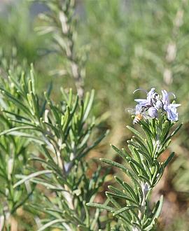 Rosmarinus officinalis Pot 9 cm