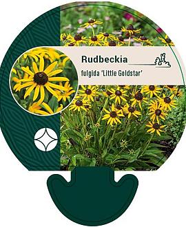 Rudbeckia f. 'Little Goldstar' Pot 9 cm