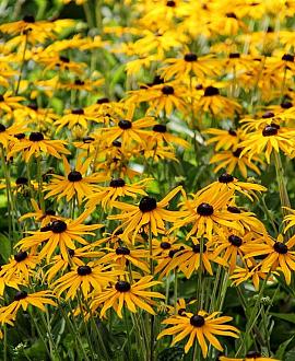 Rudbeckia f. 'Little Goldstar' Pot 9 cm