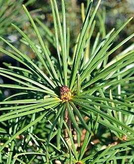 Sciadopitys verticillata Pot 5 Liter 30 - 40 cm