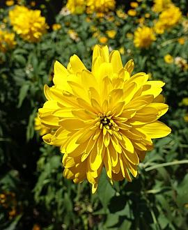 Rudbeckia laciniata 'Goldquelle' Pot 9 cm