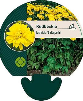 Rudbeckia laciniata 'Goldquelle' Pot 9 cm