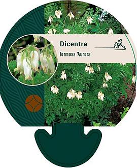Dicentra formosa 'Aurora' Pot 9 cm