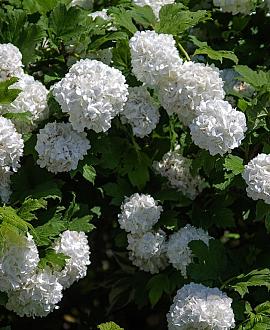 Viburnum opulus Pot 10 liter 60 - 80 cm