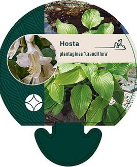 Hosta plantaginea grandiflora Pot 9 cm