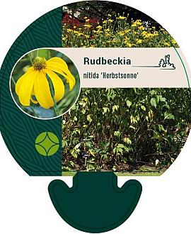 Rudbeckia nitida 'Herbstsonne' Pot 9 cm