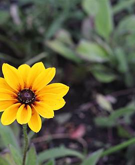 Rudbeckia nitida 'Herbstsonne' Pot 9 cm
