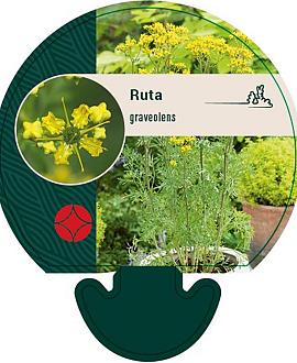 Ruta graveolens Pot 9 cm