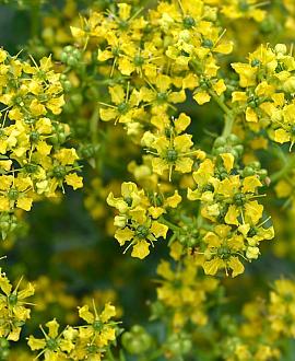 Ruta graveolens Pot 9 cm