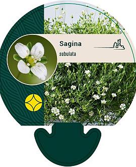 Sagina subulata Pot 9 cm