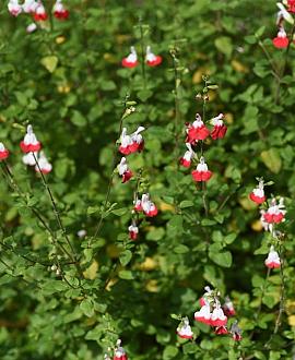 Salvia micr. 'Hot Lips' Pot 9 cm