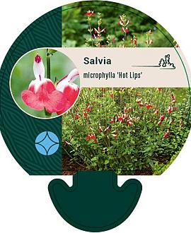 Salvia micr. 'Hot Lips' Pot 9 cm
