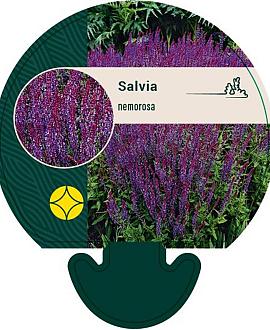Salvia nemorosa Pot 9 cm