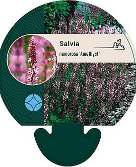 Salvia nem. 'Amethyst' Pot 9 cm
