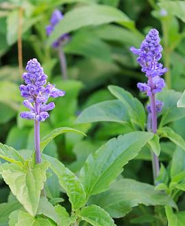 Salvia nem. 'Amethyst' Pot 9 cm