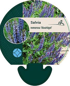 Salvia nem. 'Blauhügel' Pot 9 cm
