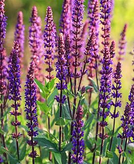 Salvia nem. 'Blaukönigin' Pot 9 cm