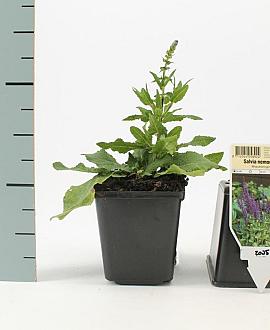 Salvia nem. 'Blaukönigin' Pot 9 cm