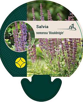 Salvia nem. 'Blaukönigin' Pot 9 cm