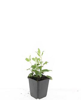 Salvia nem. 'Caradonna' Pot 9 cm