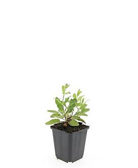 Salvia nem. 'Caradonna' Pot 9 cm