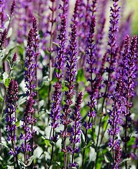 Salvia nem. 'Caradonna' Pot 9 cm