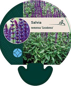 Salvia nem. 'Caradonna' Pot 9 cm